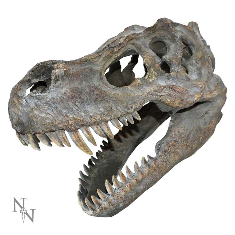 Nemesis Now - Tyrannosaurus Rex Skull Small B/strap Décoration murale - Multicolore